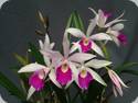 Blc. Chian Tzy Anierina CT Little Jolie